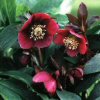 Helleborus Red Lady